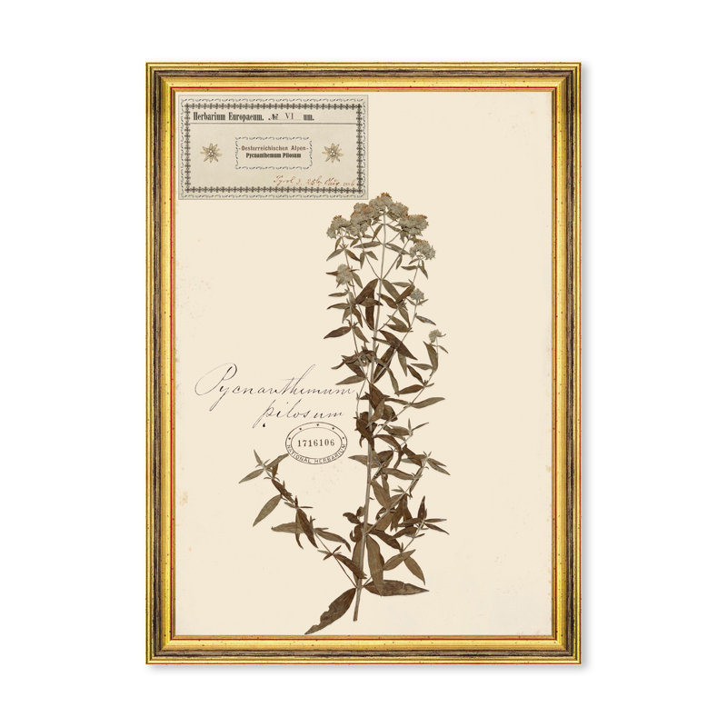 HERBARIUM ALPINIUM VI