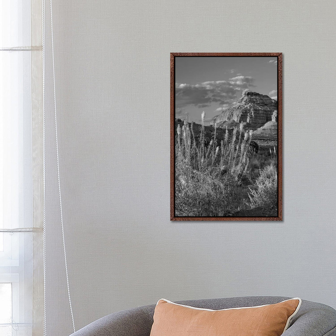 Miner's Candle Flowers, Echo Canyon, Vermilion Cliffs National Monument, Arizona von Tim Fitzharris - Gallery-Wrapped Ca...