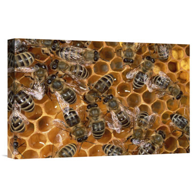 " Honey Bee Colony On Honeycomb "