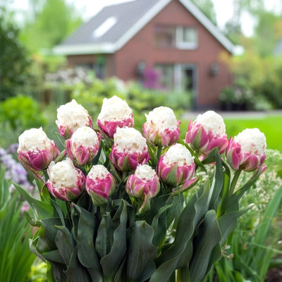 Double Scoop Ice Cream Tulips - Red & White Flowers - 6 Bulbs -  Attracts Butterflies, Bees & Hummin