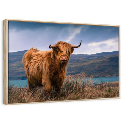 Grande vache Highland