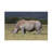 Bolog Bob Langrish White Rhino Canvas Art-104136735
