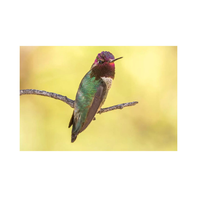 USA, Arizona, Boyce Thompson Arboretum State Park. Male Anna's hummingbird displaying on limb. 1 Piece Wrapped Canvas Wall Art