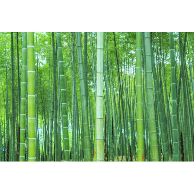 Bamboo - Wrapped Canvas Print