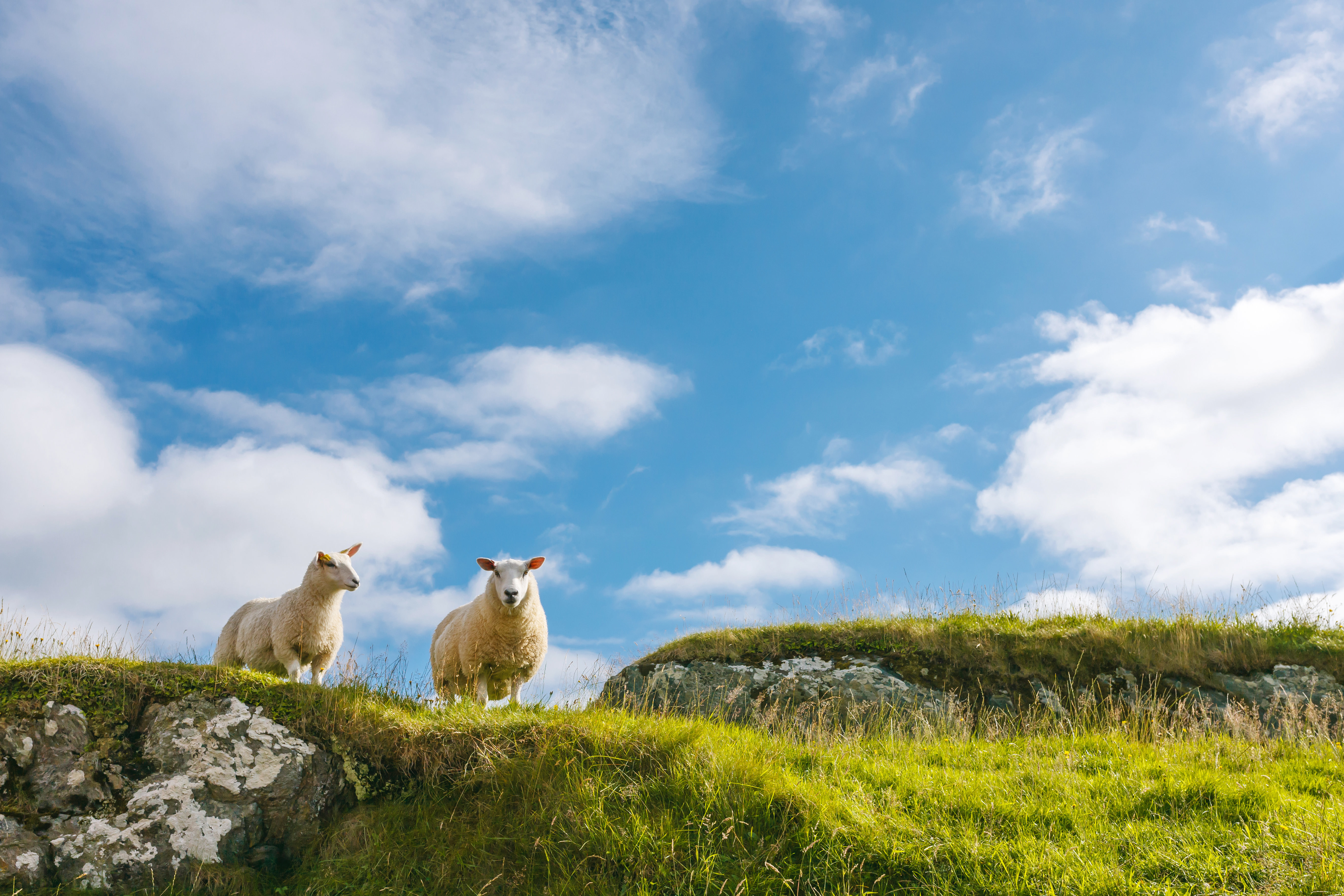 August Grove® Arroya Two Sheep In Green Rocky Cliff Against Blue Sky On  Canvas by Paffy69 Print | Wayfair