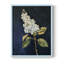 Série FLORAL CLXIV - reproduction encadrée de qualité supérieure - prête à être accrochée - aucun clou requis-1818666549-1818666552