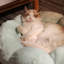  Lit pour animal de compagnie en forme de fleur avec fond antidérapant Elyzabeth-965344557-965344547