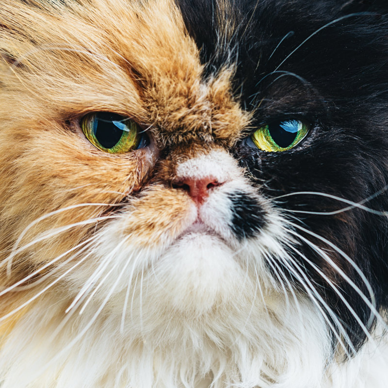 Persian Cat by Sensorspot