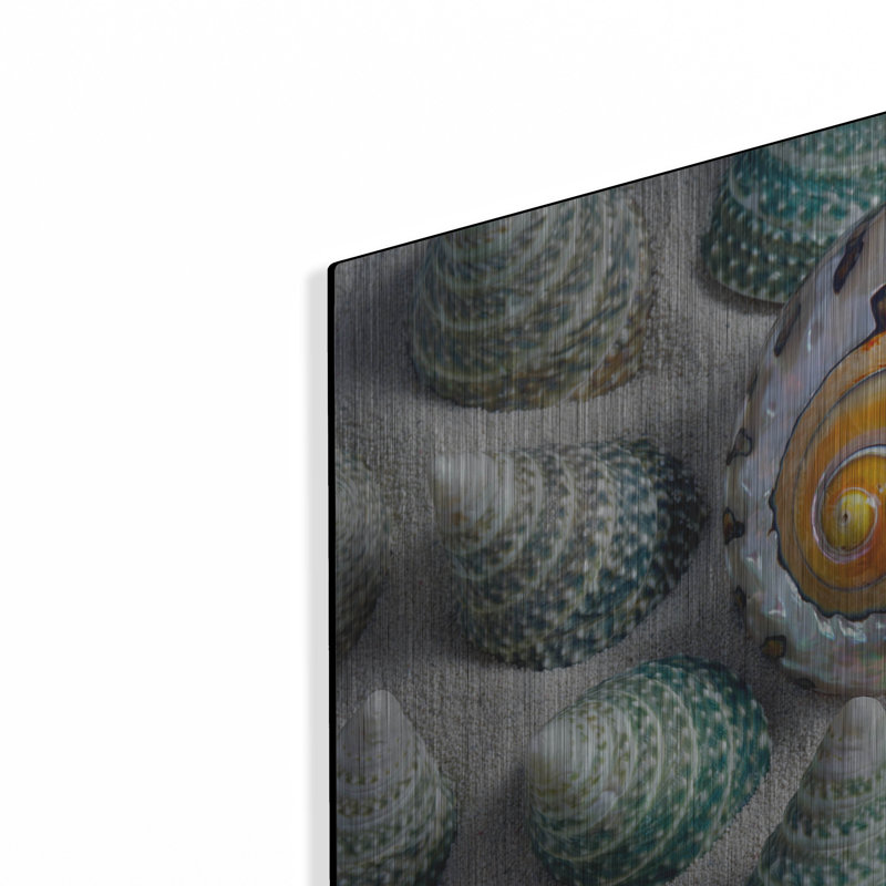 «Shell Spiral» par Dennis Frates, H 12 po x l 16 po