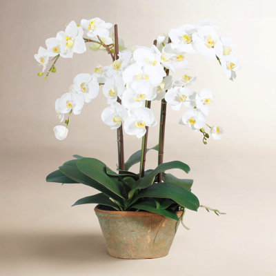 Orchid Floral Arrangement