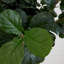 Plante de 120 po