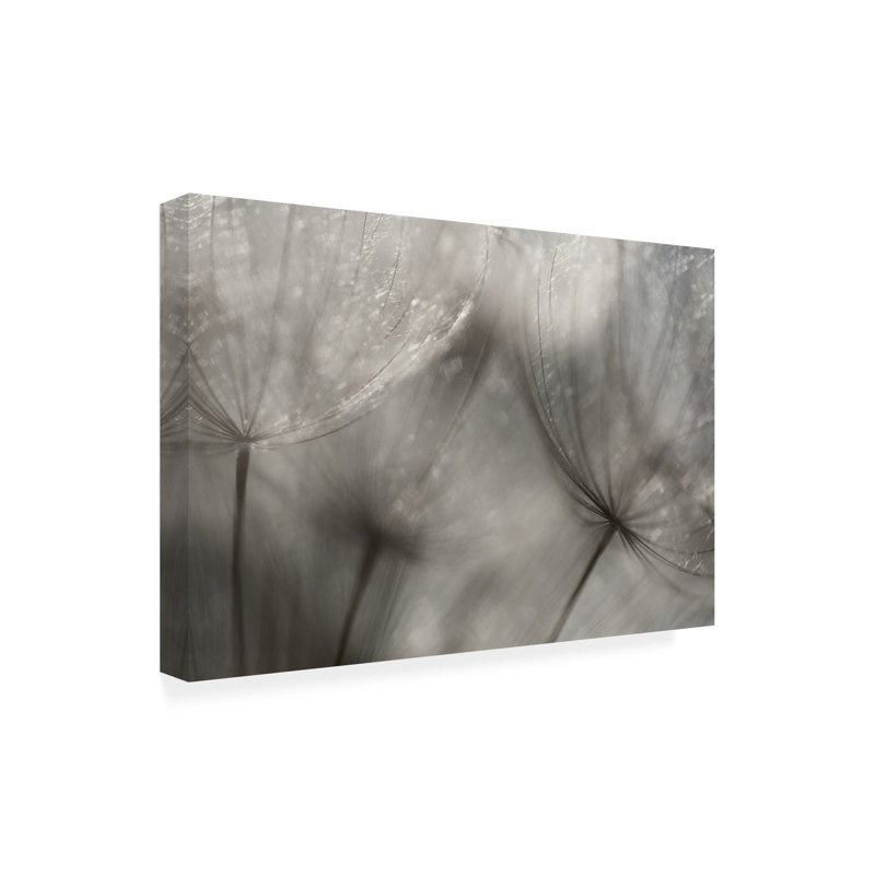 Art sur toile «Bachely Penny Myles Seedlings», H 22 po x l 32 po
