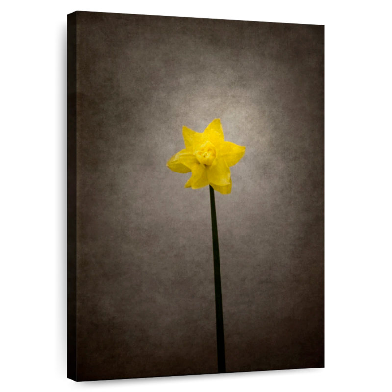 Jaune jonquille fleur
