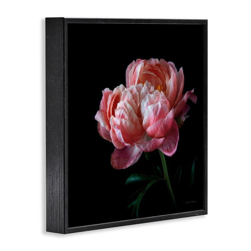 Bb-159-Rose foncé encadré sur bois par Debra Van Swearingen, Giclée encadrée noir minuit, H 17 po x l 17 po x P 1,5 po
