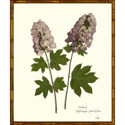 Plants & Flowers Framed Print