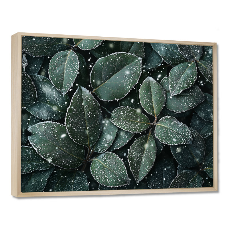 Jacorion Evergreen Leaves In Snow II - feuilles, art mural, H 12 po x l 20 po, Impression encadrée flottante, Crème, crème