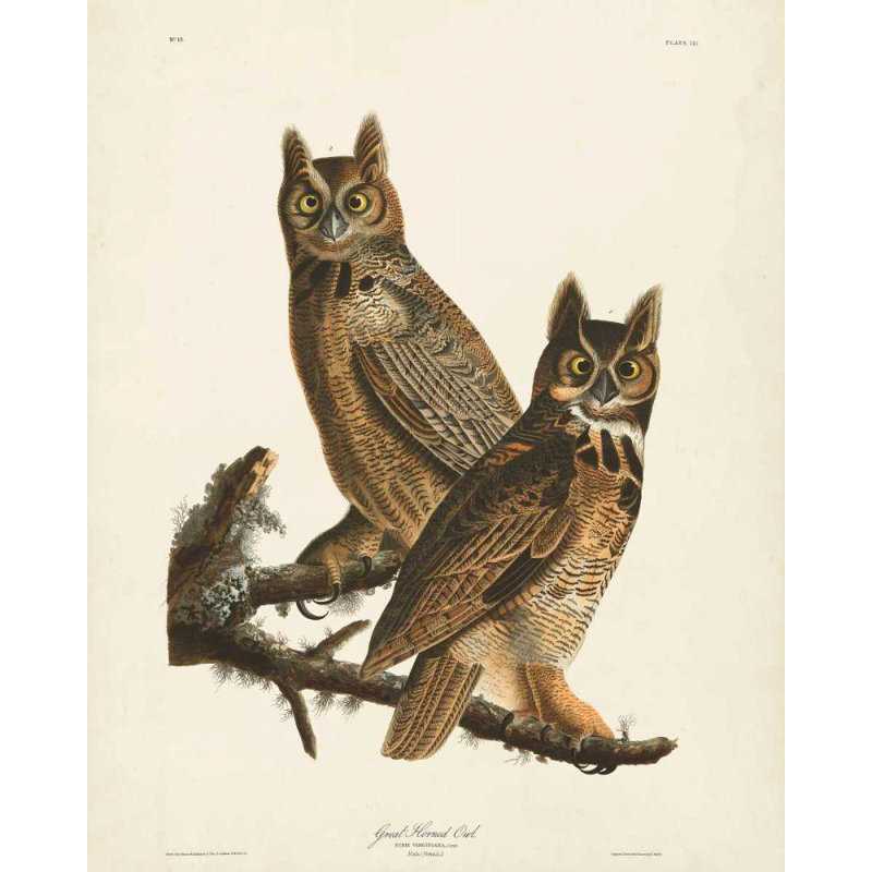 Art sur toile tendue par Millwood Pines, Audubon, John James, pl 61 Great Horned Owl, H 44 po x l 36 po