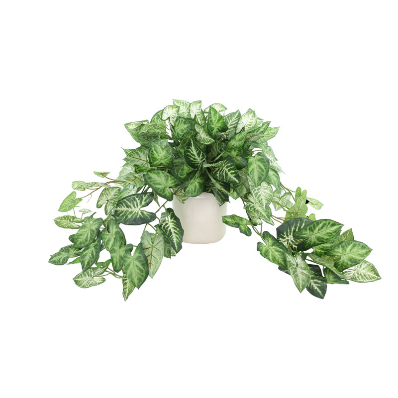 Meacham Syngium plante dans un vase en céramique