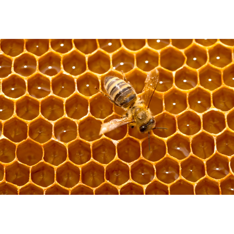 " Bee On A Honeycomb ", 32" H x 48" W