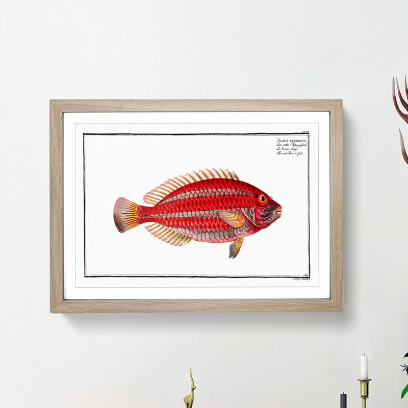 Red Parrot-fish by M.E. Bloch - Picture Frame Painting Print, 36cm H x 48cm W x 2cm D, Oak Framed