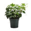 Live Green Ivy Plant