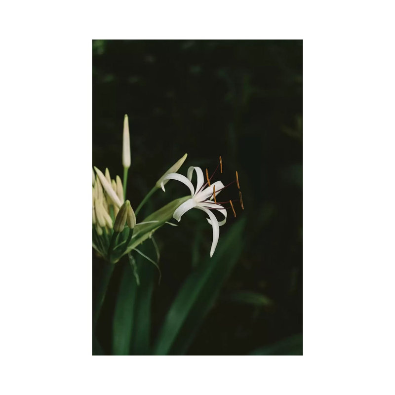 Tropical Hawaii X by Bethany Young - Print on Canvas, 101.6cm H x 66.04cm W x 3.81cm D, Wrapped Canvas