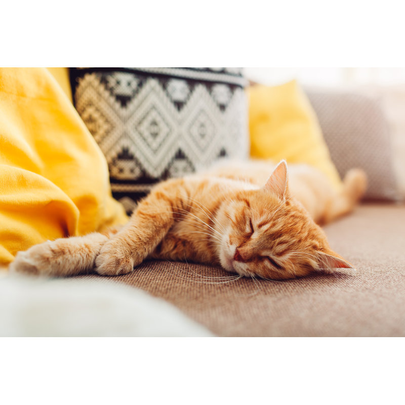 Ginger Cat Sleepng by Maryviolet - Wrapped Canvas Print, 30cm H x 46cm W