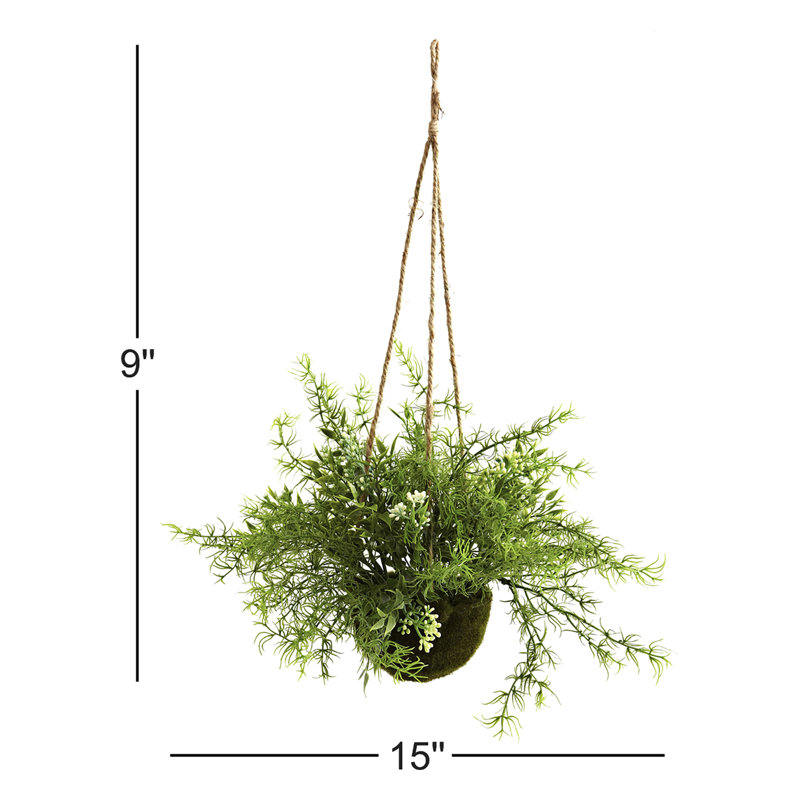 Panier suspendu Ruscus, Sedum & Springeri