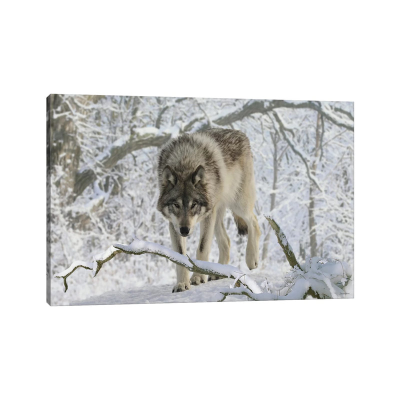 Zoo Wolf 04 1 Piece Wrapped Canvas Wall Art, 30.48 cm H x 45.72 cm W