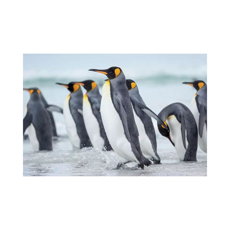 King Penguin On Falkland Islands. 1 Piece Wrapped Canvas Wall Art, 20.32 cm H x 30.48 cm W