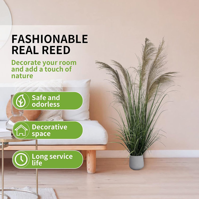 59'' Pampas Grass Grass in Pot