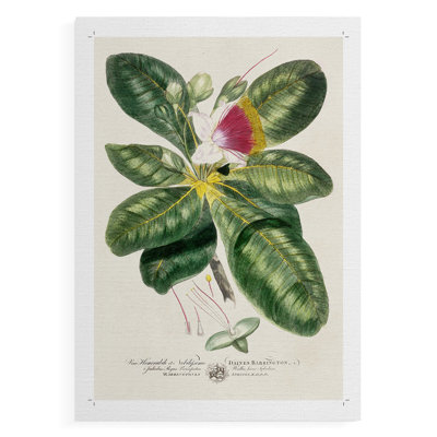 «Imperial Tropical Botanical I», impression sur toile seulement - non encadrée