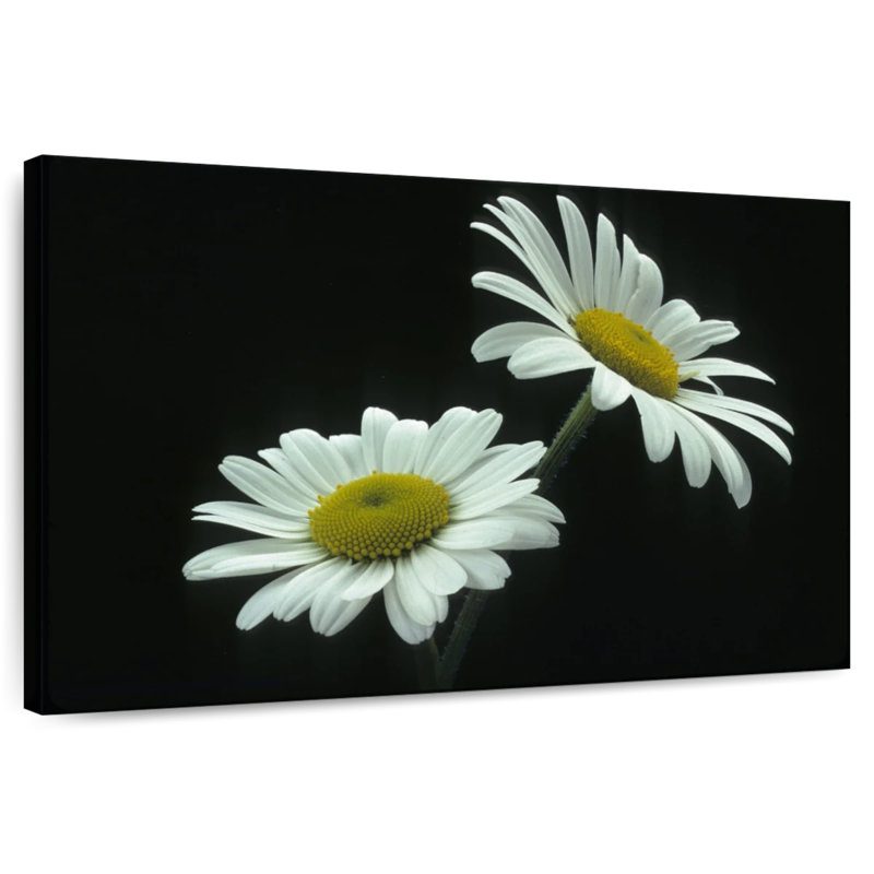 Harnek Leucanthemum Vulgare Large Daisy, 24" H x 36" W