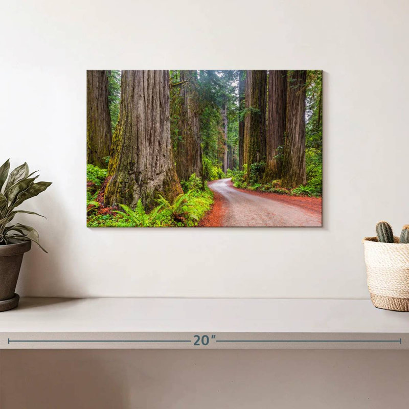 Harnek Redwood Forest Dirt Road, H 8 po x l 12 po