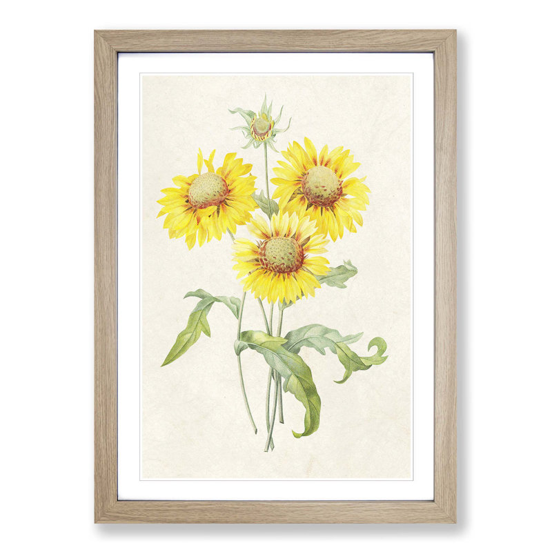 Yellow Blanket Flowers by Pierre-Joseph Redoute - Picture Frame Painting Print, 65cm H x 48cm W x 2cm D, Oak Framed