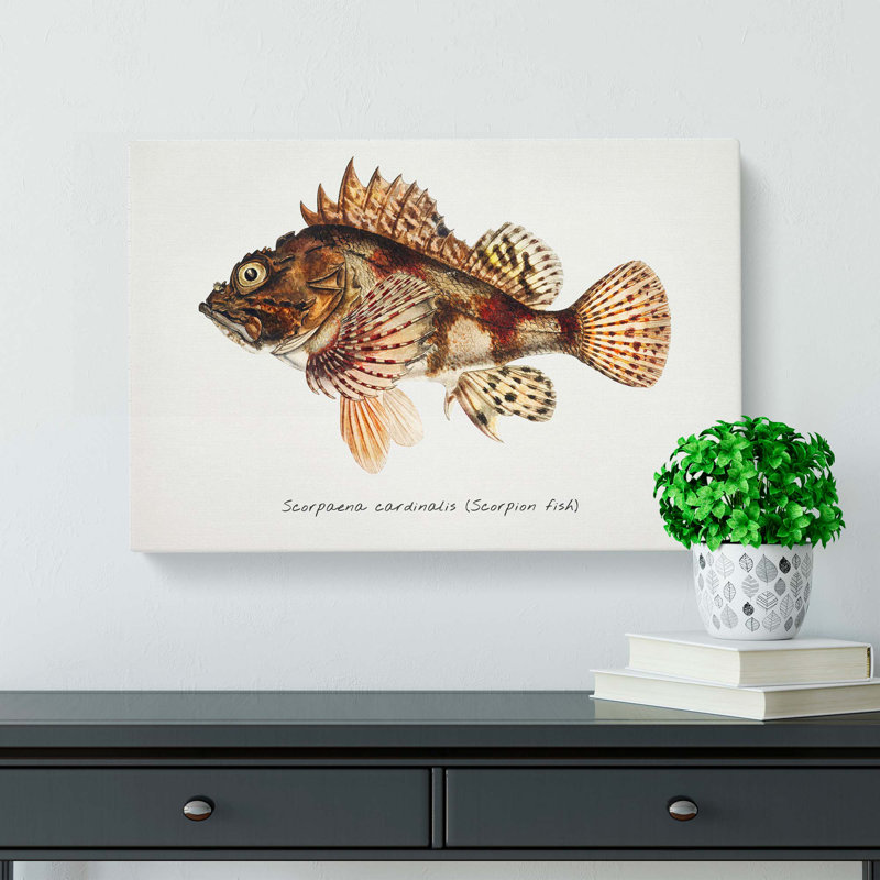 Illustration Of A Scorpion Fish by F.E. Clarke - Wrapped Canvas Painting, 50cm H x 76cm W x 3cm D