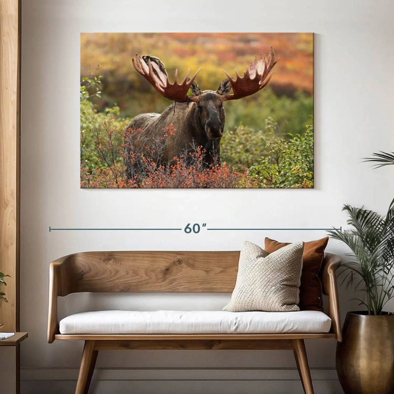 Brampt Denali Bull Moose, 32" H x 48" W