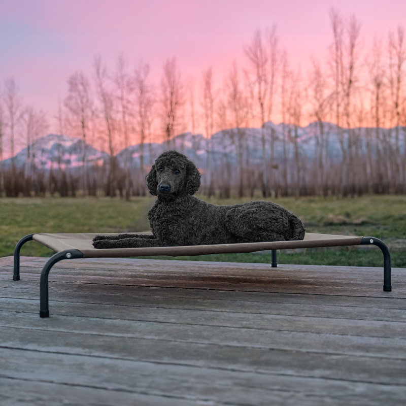 Elevated Cot Pet Bed, Gray, 8" H x 36" W x 49.5" D