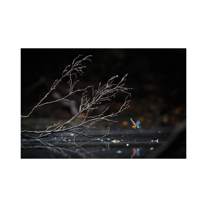 Kingfisher III 1 Piece Wrapped Canvas Wall Art, 30.48 cm H x 45.72 cm W
