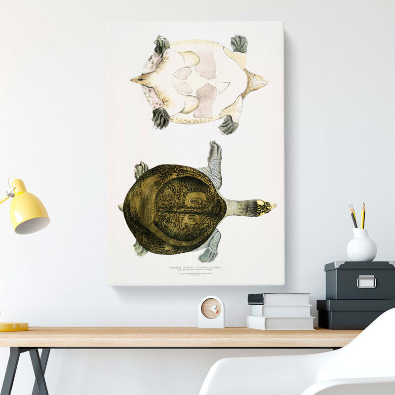 Hurum Trionyx Turtle by John Edward Gray - Wrapped Canvas Painting, 76cm H x 50cm W x 3cm D