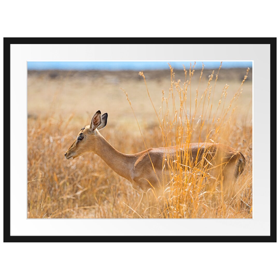 Gerahmtes Poster Gazelle im hohen Gras