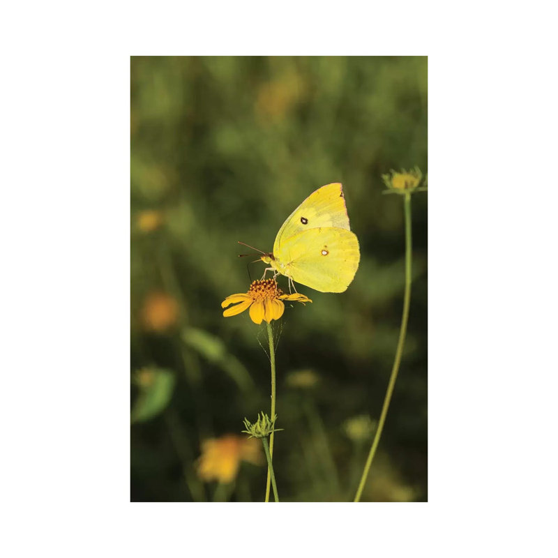 Southern Dogface (Colias Cesonia) Butterfly Feeding by Larry Ditto - Wrapped Canvas Print
