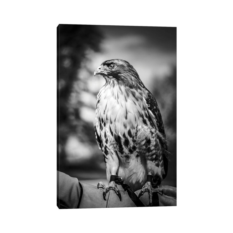 Portrait de faucon chasseur, H 12 po x l 8 po x P 0,75 po