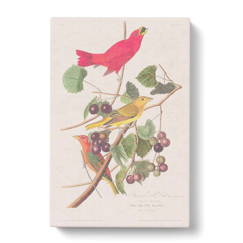 Summer Red Birds by John Audubon - Wrapped Canvas Painting, 50cm H x 35cm W x 3cm D
