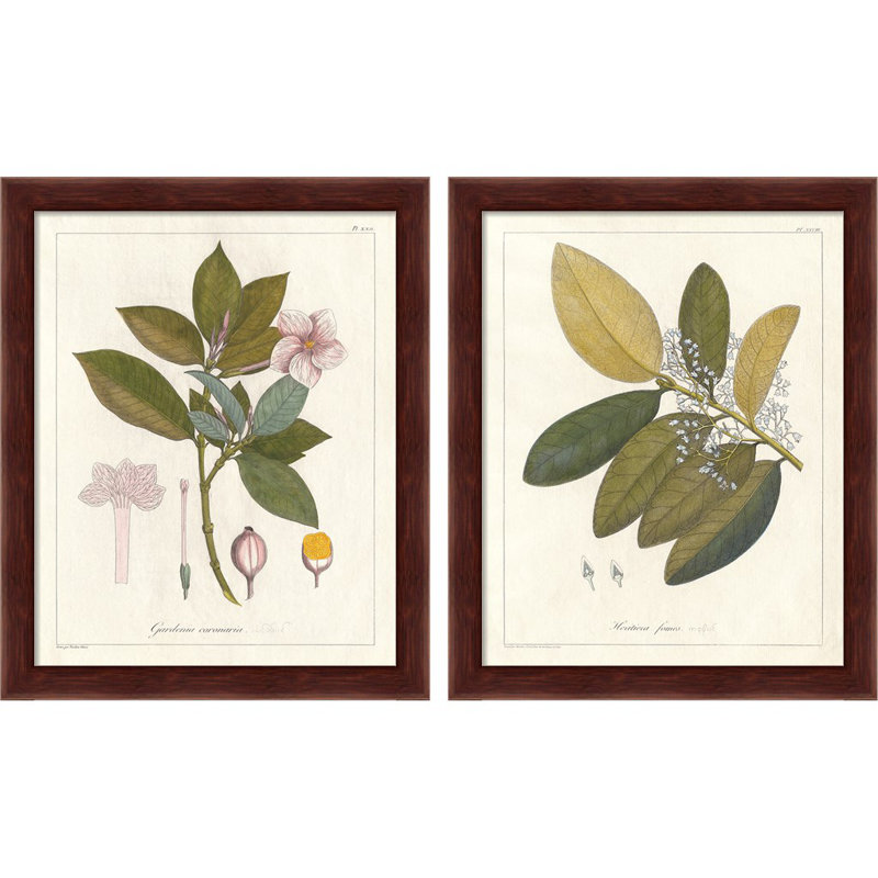 «Botanical Gardenia & Heritiera V2» par Wild Apple Portfolio, art encadré (ensemble de 2)