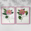 Imprimé encadré PressedCamelliaI-Premium - prêt à être accroché - aucun clou requis - aucun clou requis-513466883-513466941