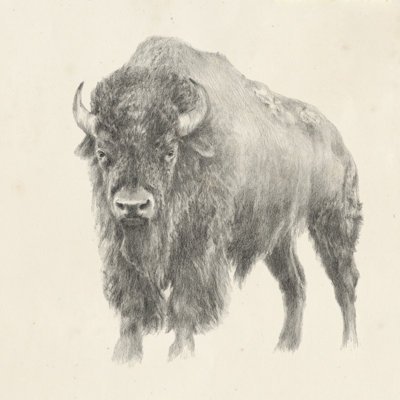Étude de bison de l'Ouest