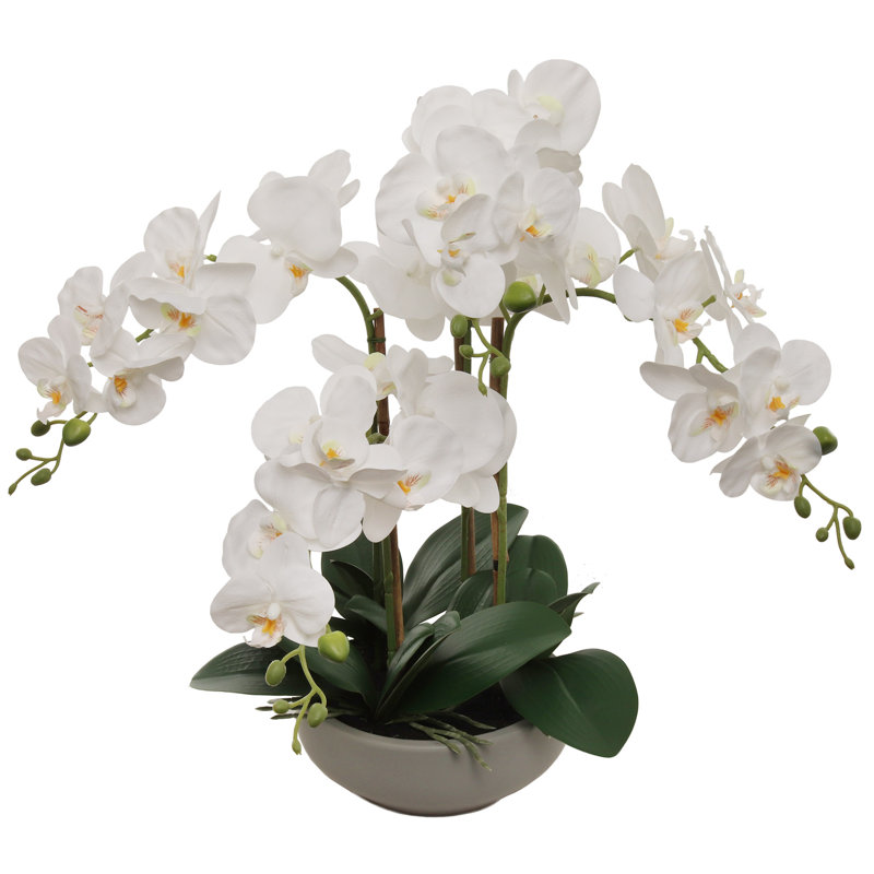 Orchidée blanche 20 po Phalaenopsis en pot rond gris