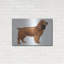 «Cocker Spaniel» par Harro Maass-1904231844