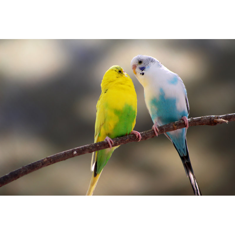 «Love Bird Canaries» par Tungboowat - photographie sur toile tendue, L 18 po x H 12 po